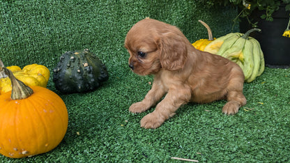 CAVALIER (08/12) FEMALE