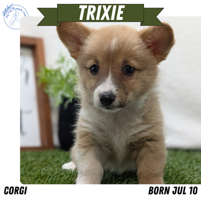 CORGI (07/10) FEMALE