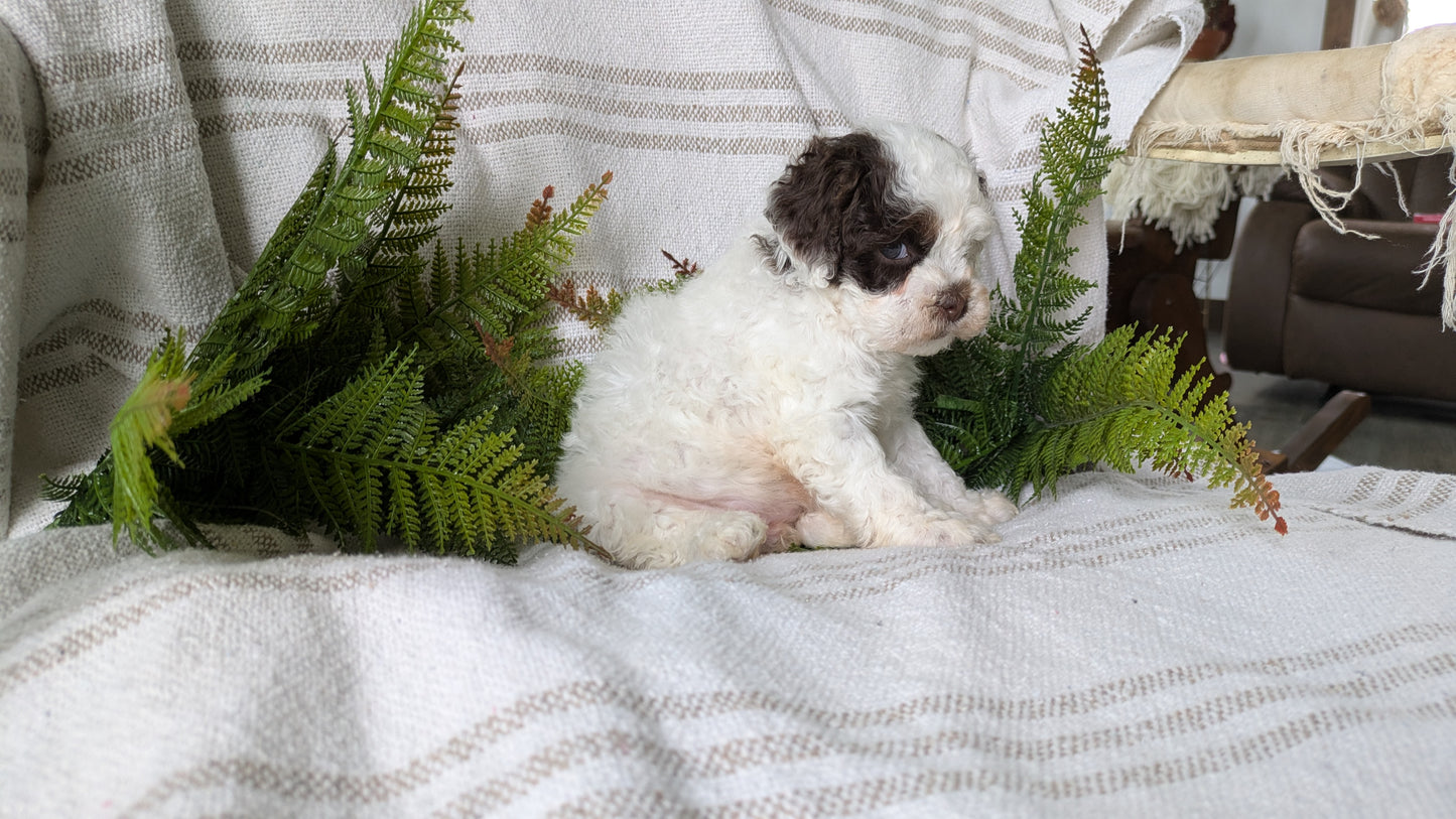COCKAPOO (03/03) FEMALE