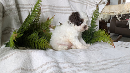 COCKAPOO (03/03) FEMALE
