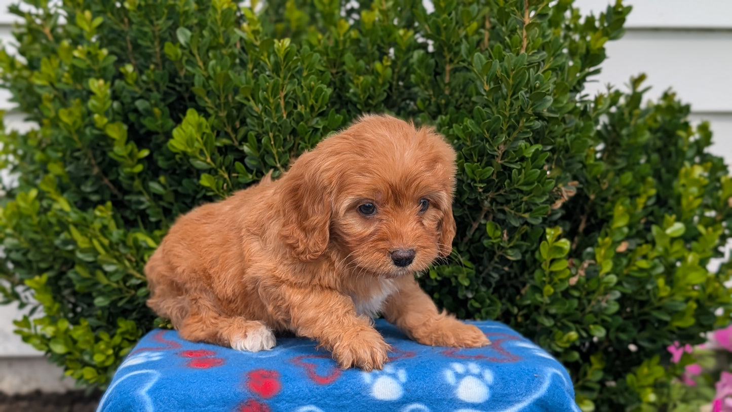 CAVAPOO (MAY 25) FEMALES