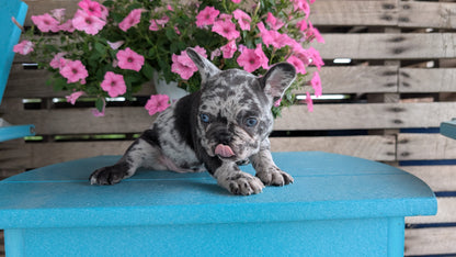 FRENCH BULLDOG (06/30) FEMALE