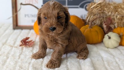MINI GOLDENDOODLE (AUG 13) 6 MALES/3 FEMALES