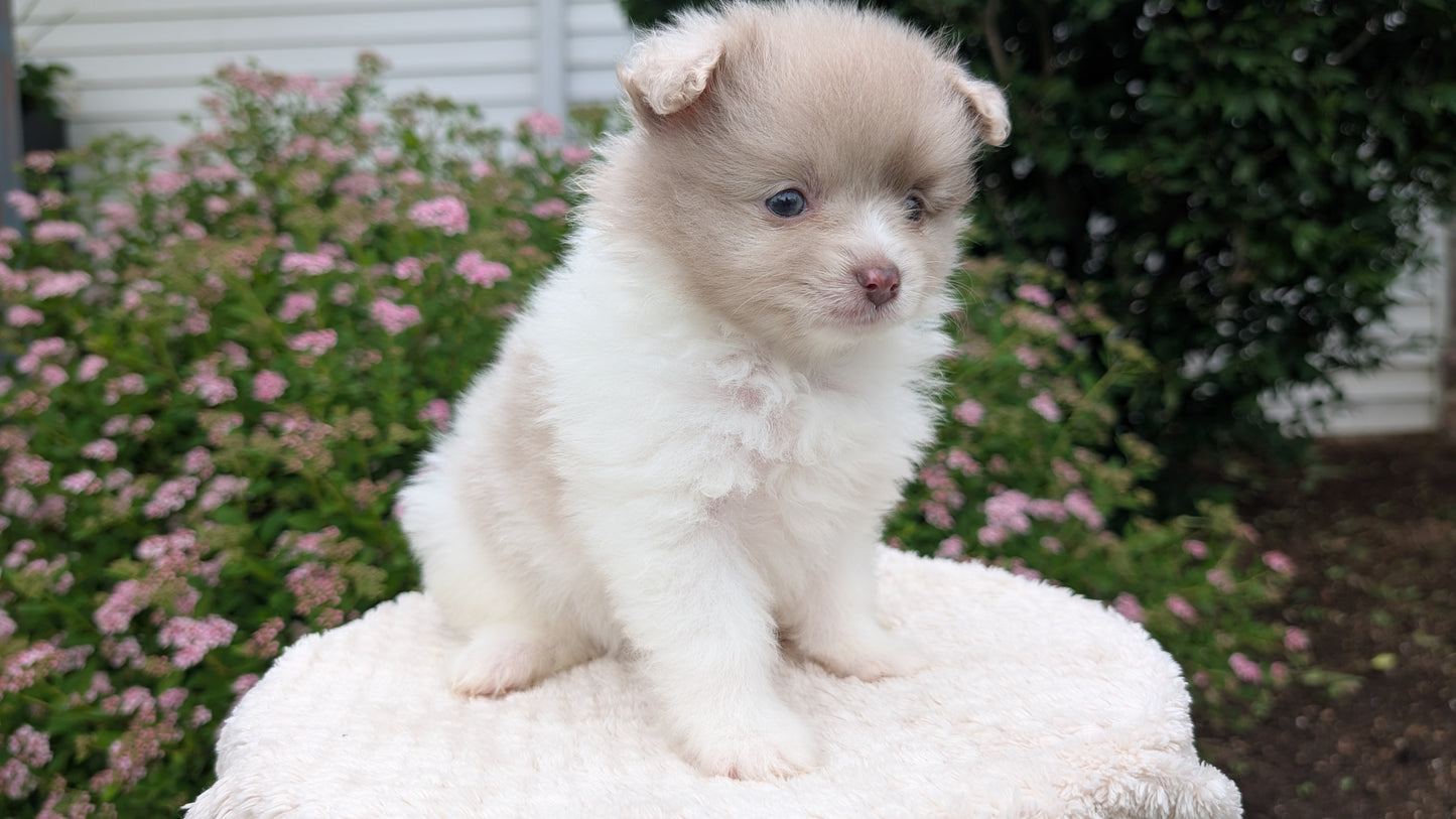 POMERANIAN (04/22) FEMALE