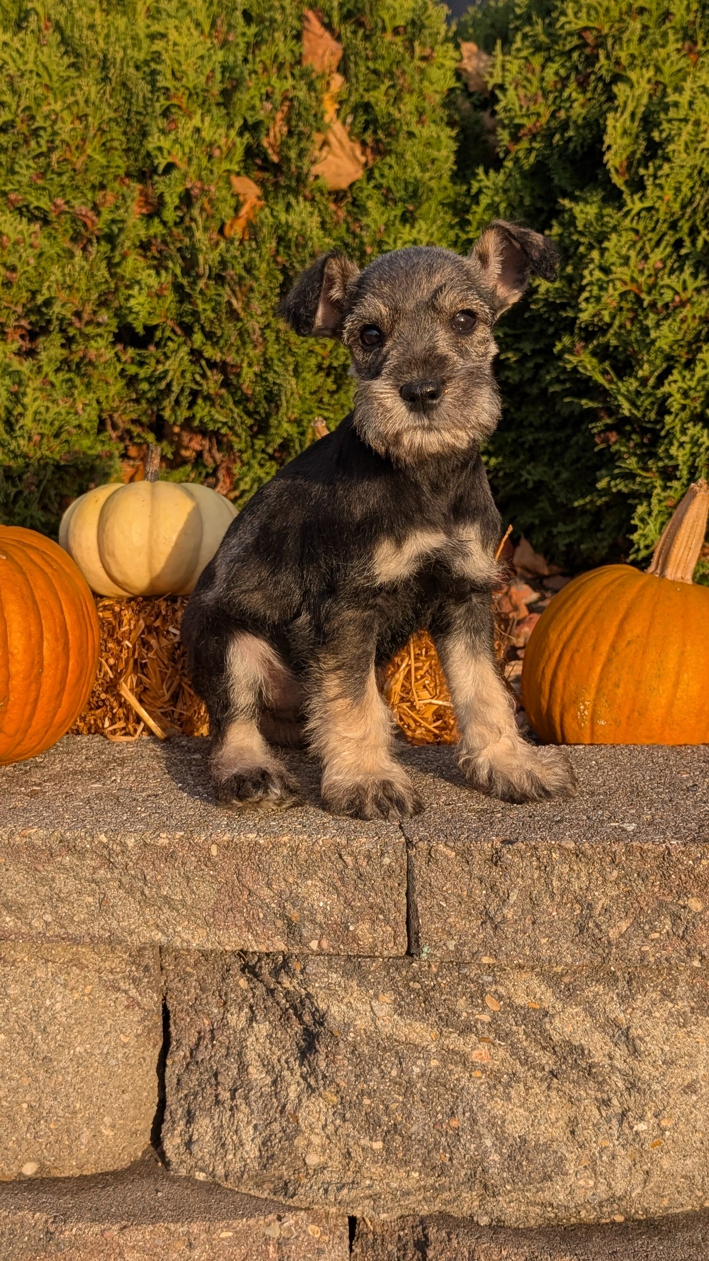 MINI SCHNAUZER (09/11) MALE