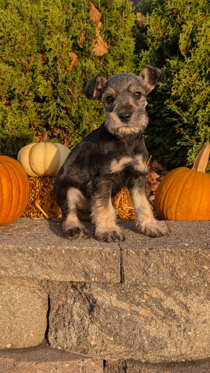 MINI SCHNAUZER (09/11) MALE