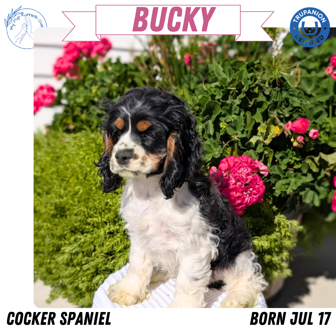 COCKER SPANIEL (07/17) MALE