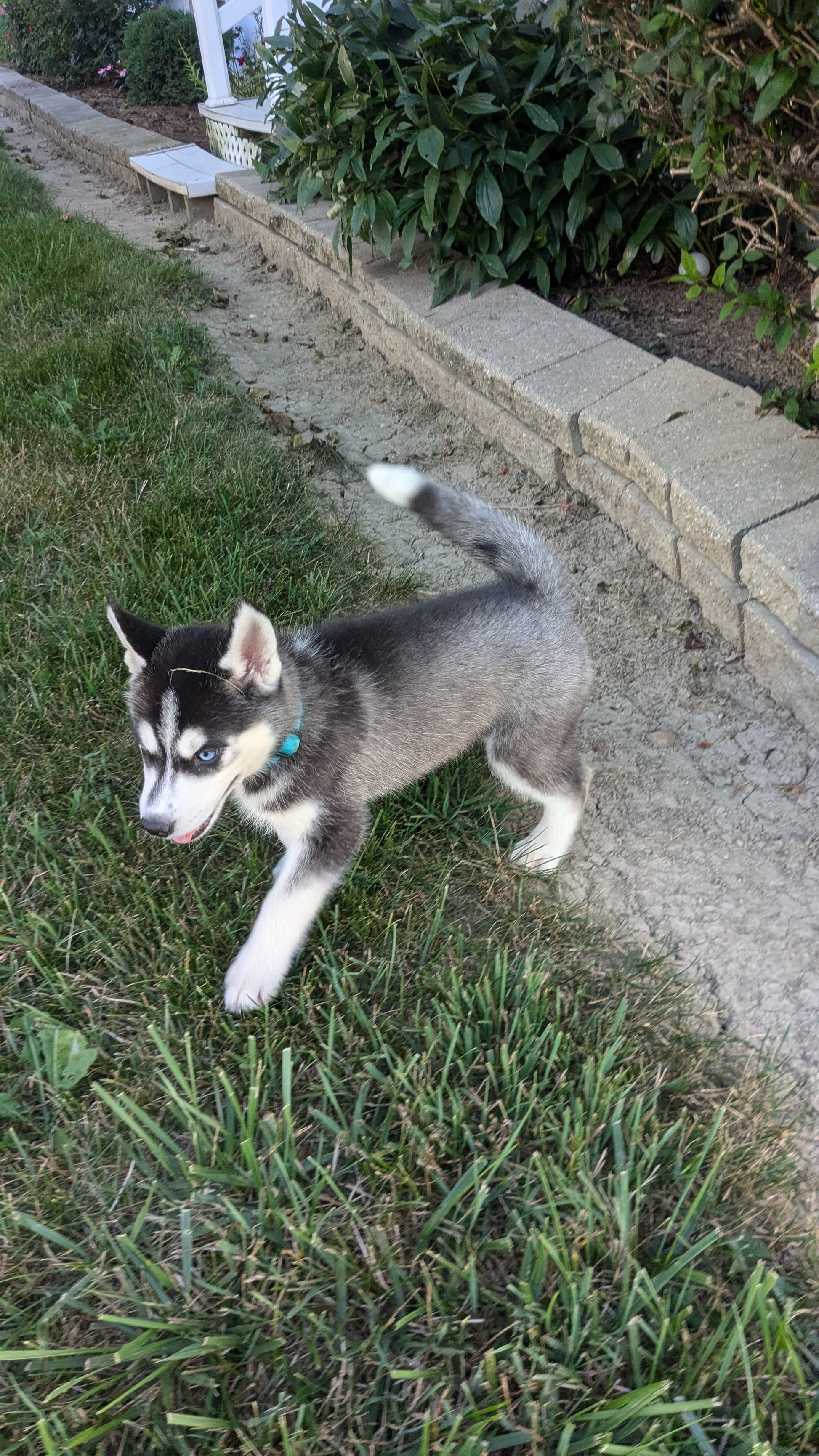 SIBERIAN HUSKY (06/22) FEMALE – My Pup Runneth Over