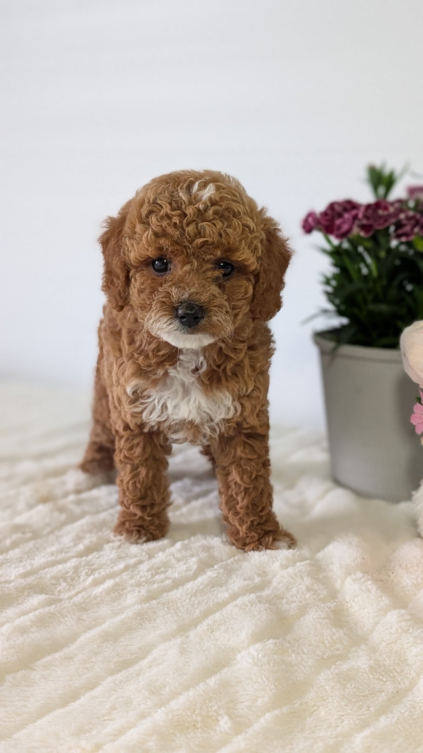 MINI GOLDENDOODLE (MAR 13) FEMALES