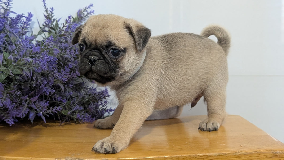 PUG (SEP 12) 4 MALES/1 FEMALE