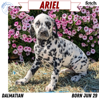 DALMATIAN (JUN 29) FEMALES