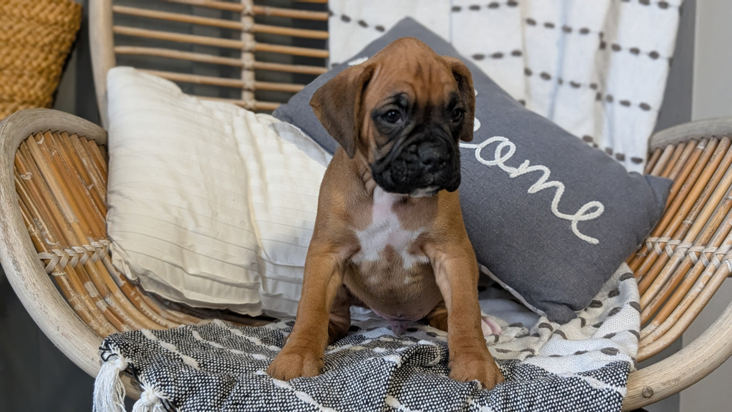 BOXER (OCT 12) MALES