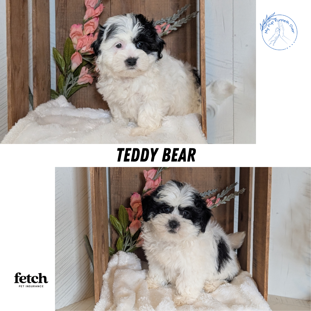TEDDY BEAR (JUL 15) 1 MALE/1 FEMALE