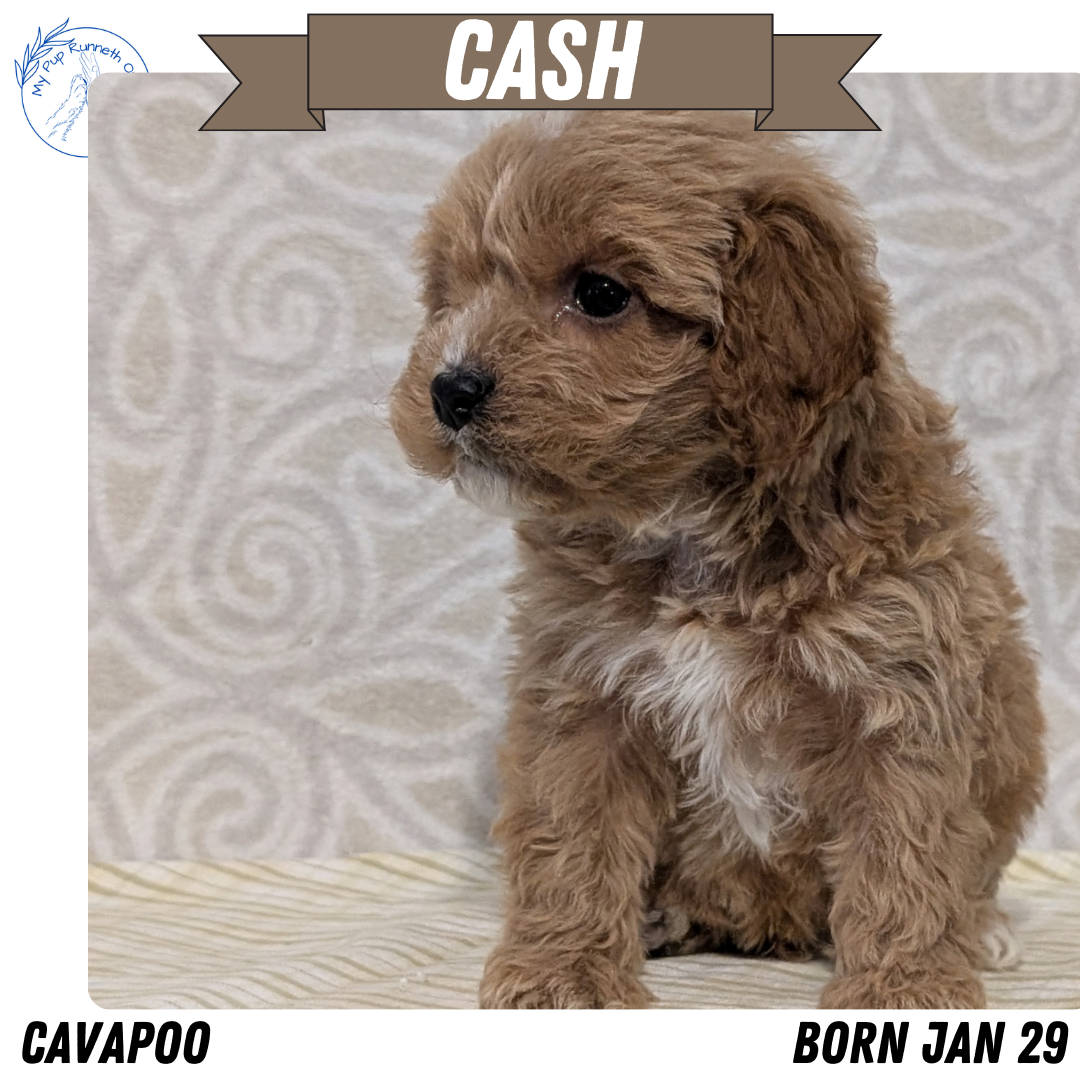 CAVAPOO (JAN 29) MALES