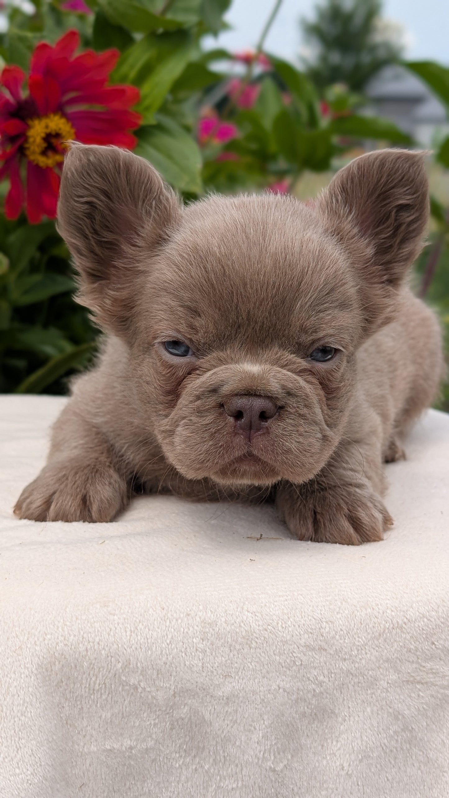 FRENCH BULLDOG (JUN 06) FEMALES