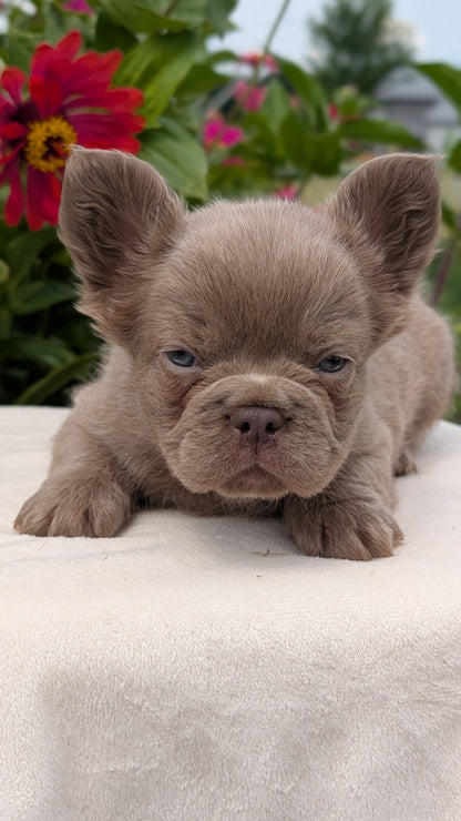 FRENCH BULLDOG (JUN 06) FEMALES