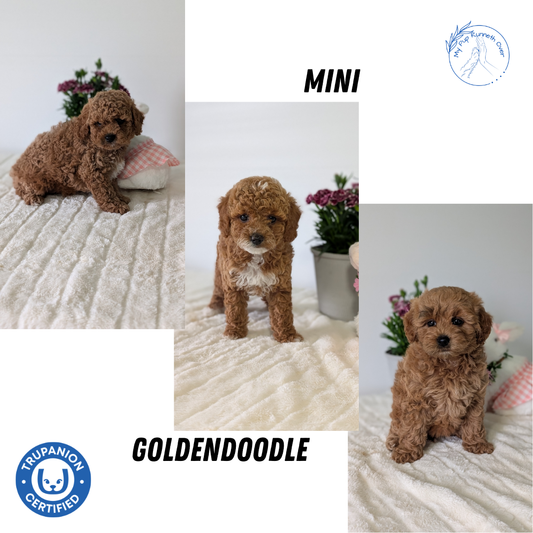 MINI GOLDENDOODLE (MAR 13) FEMALES