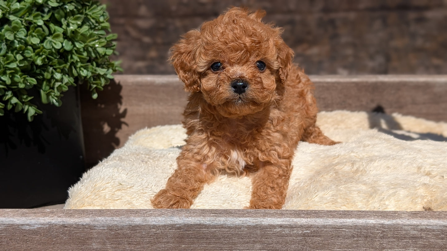 CAVAPOO (MAY 12) MALES