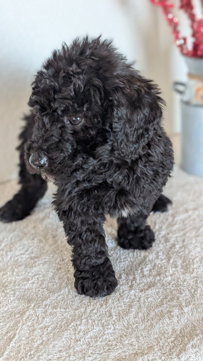 MINI BERNEDOODLE (OCT 15) MALES