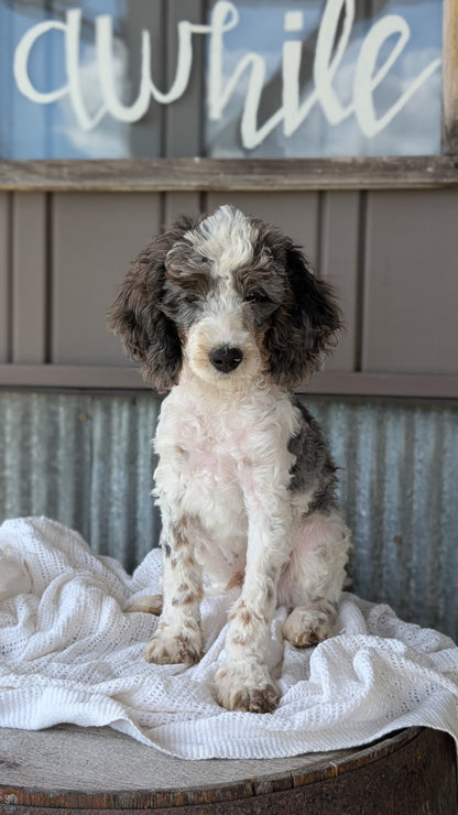 COCKAPOO (MAY 22) MALES