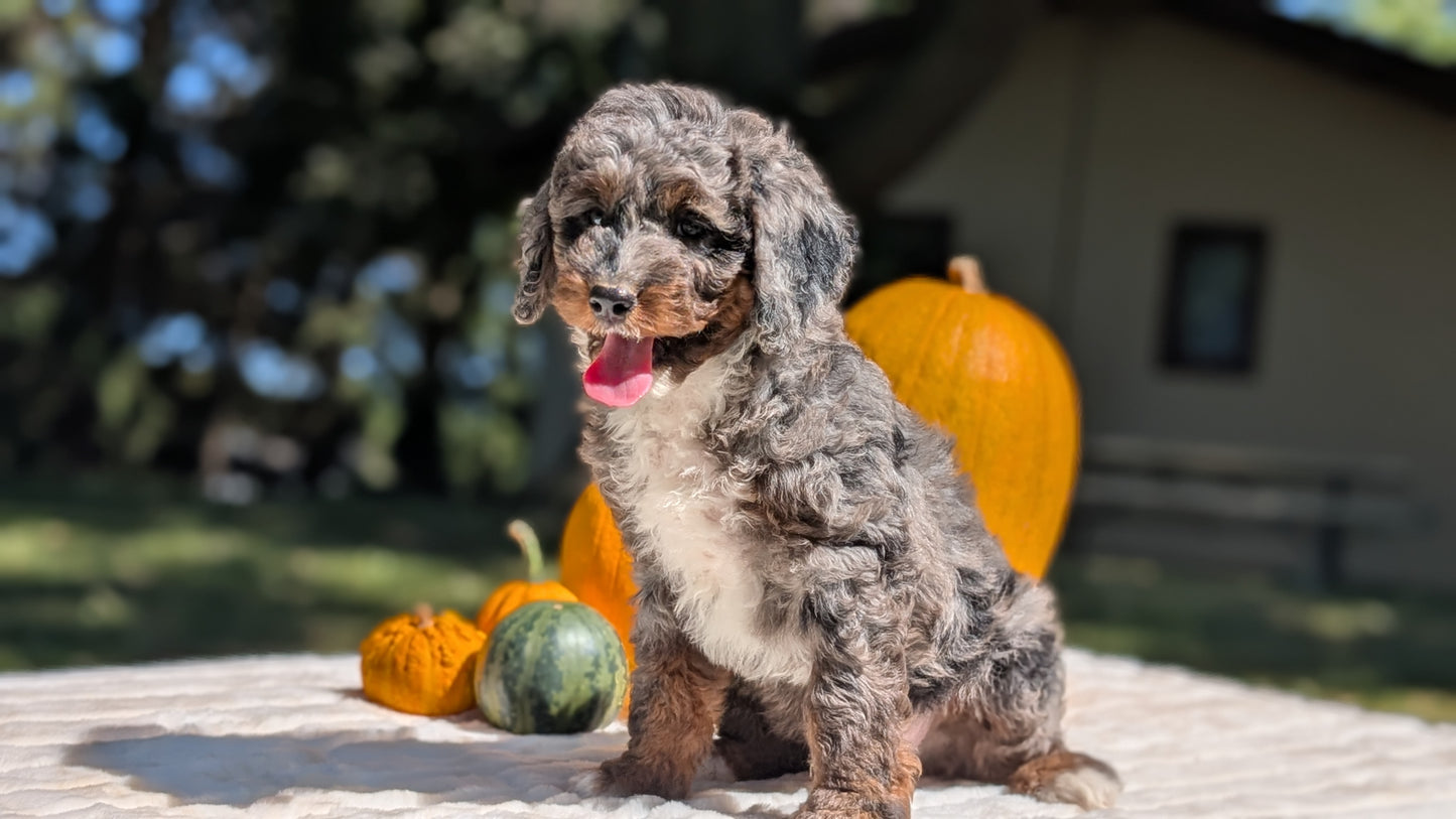 MINI BERNEDOODLE (07/25) MALE