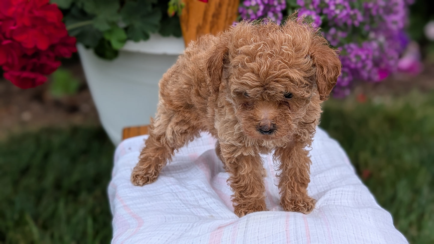 TOY POODLE (JUN 15) MALE
