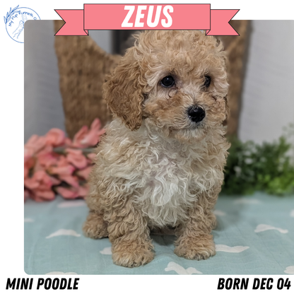 MINI POODLE (DEC 04) MALES