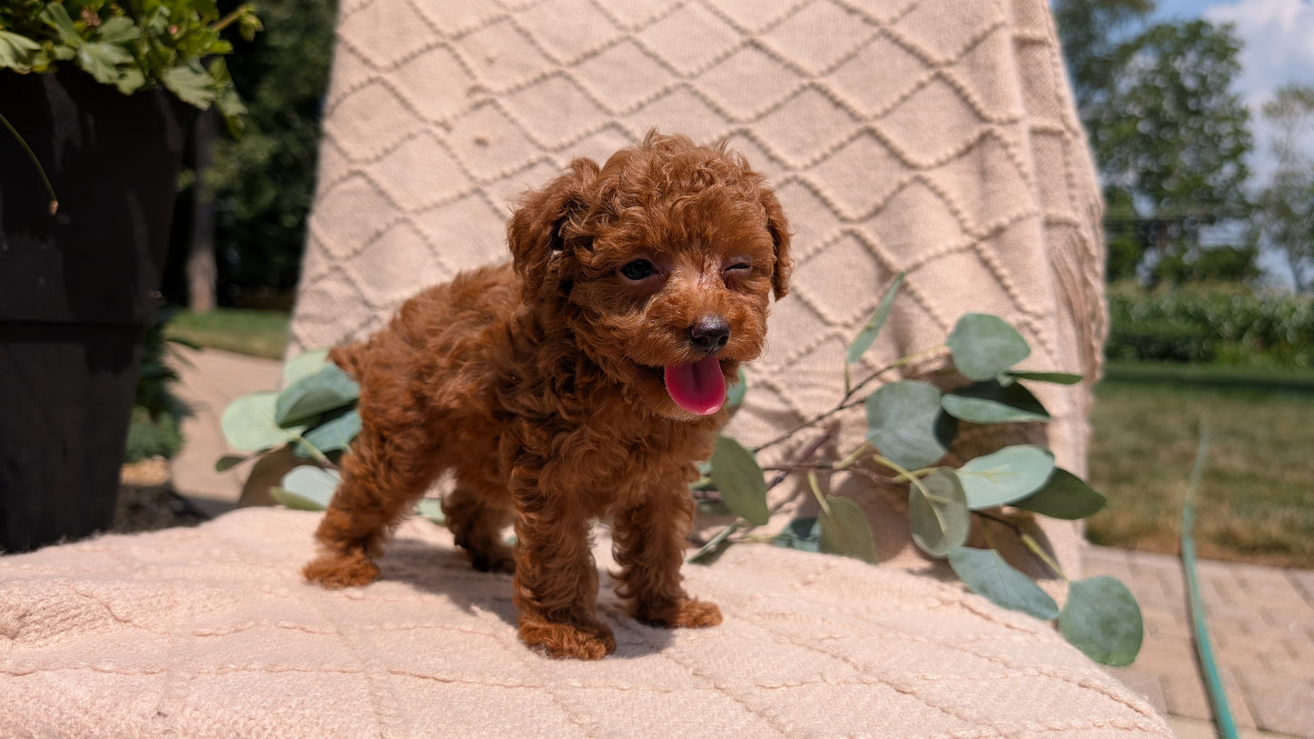 COCKAPOO (05/31) FEMALE