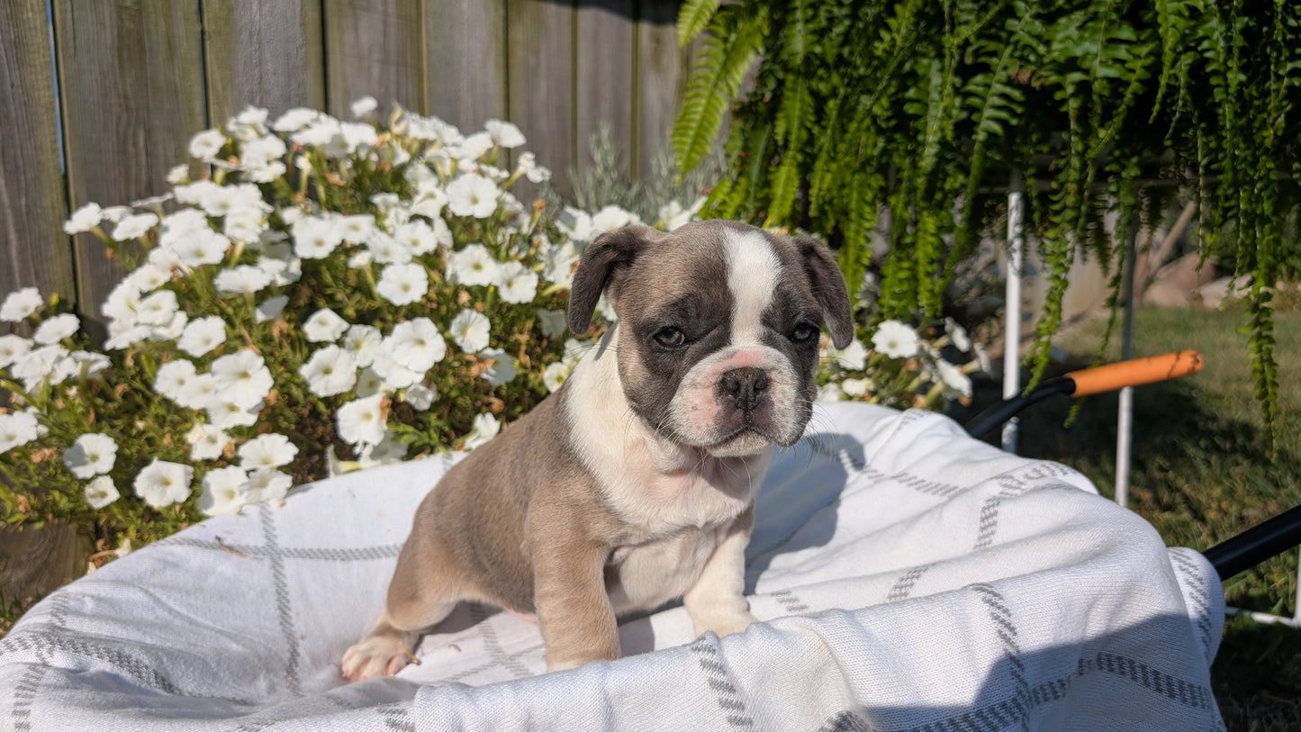 FRENCH BULLDOG (07/03) FEMALE