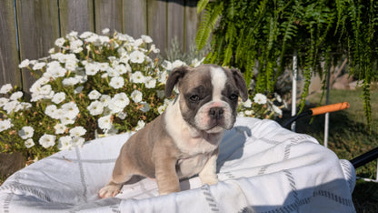 FRENCH BULLDOG (07/03) FEMALE