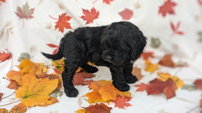 COCKAPOO (08/03) MALE