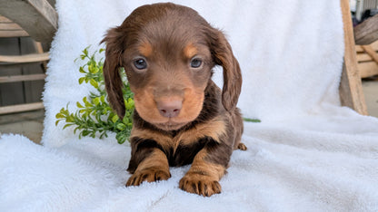MINI DACHSHUND (02/21) MALE
