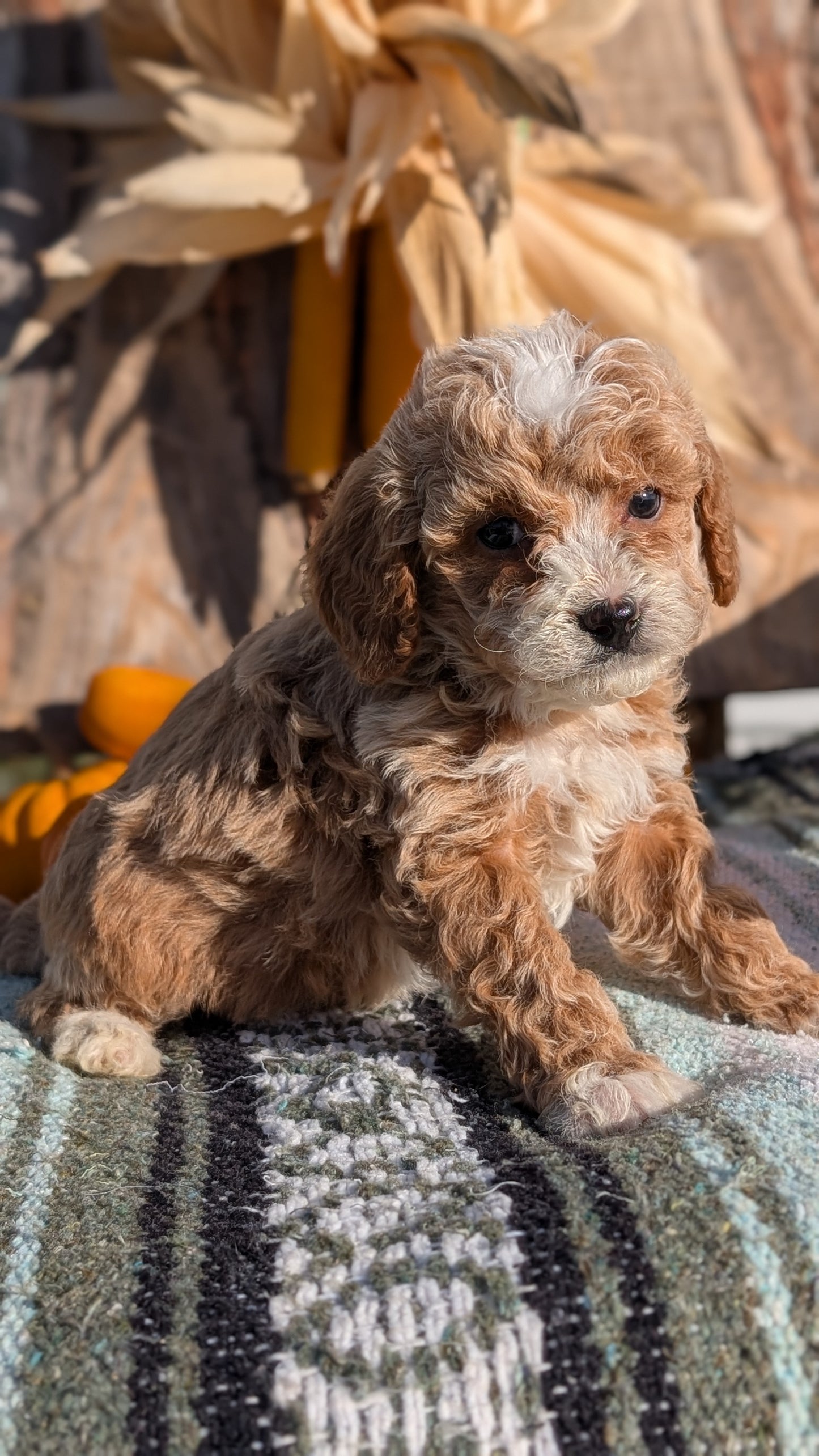 CAVAPOO (OCT 02) FEMALE
