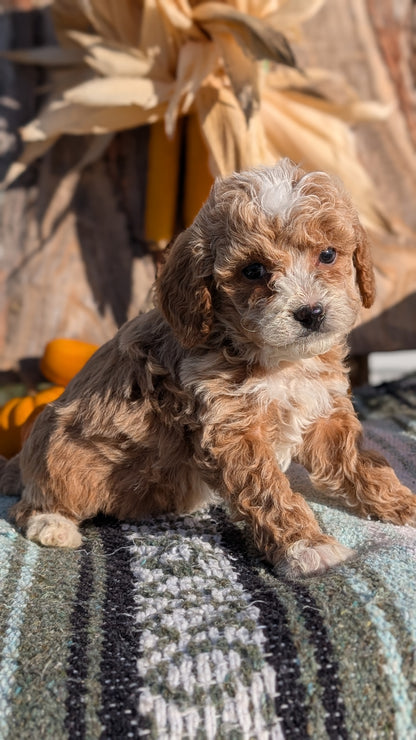 CAVAPOO (OCT 02) FEMALE