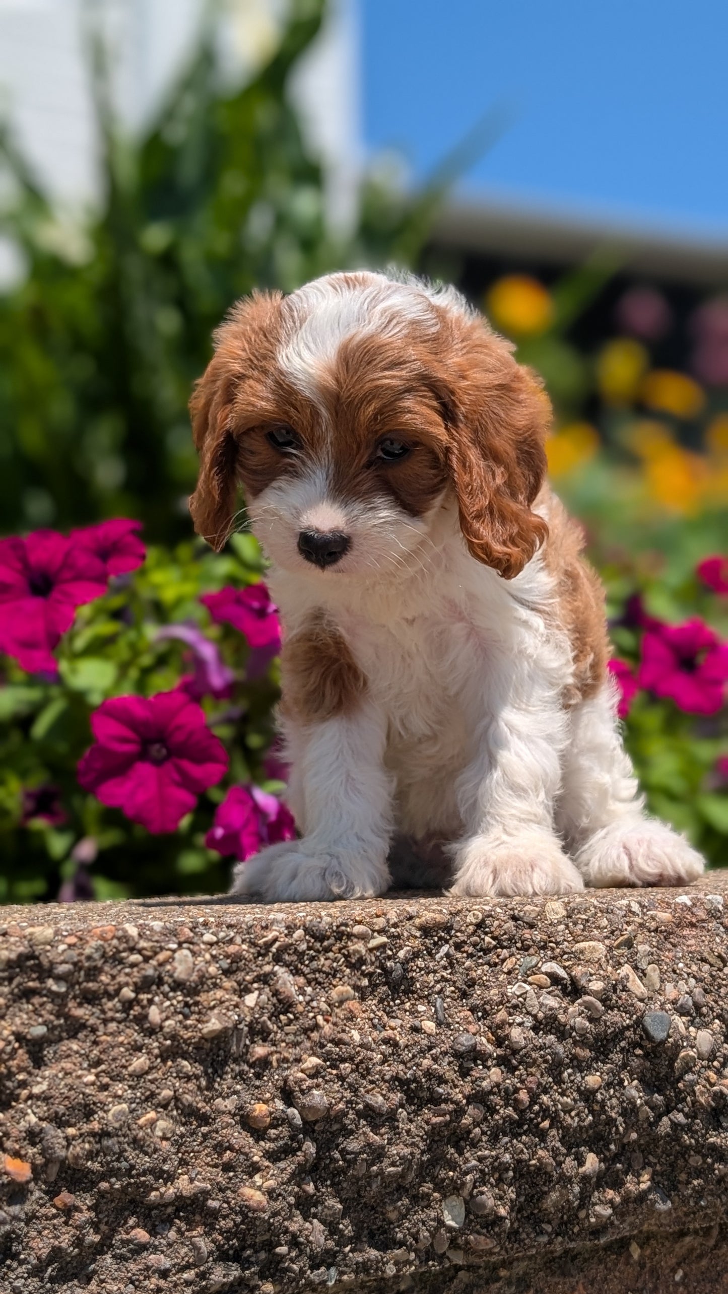 CAVAPOO (MAY 18) FEMALES