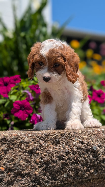 CAVAPOO (MAY 18) FEMALES