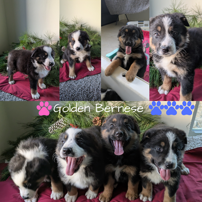 GOLDEN BERNESE (10/28) MALE