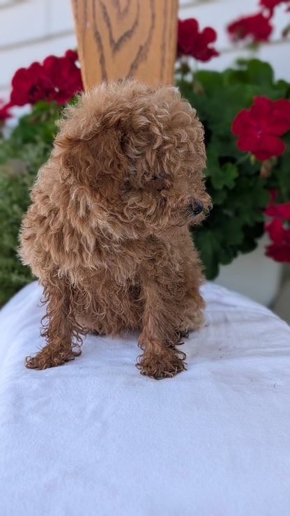 TOY POODLE (JUN 15) MALE