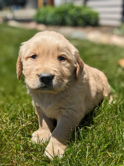 GOLDEN RETRIEVER (04/27) MALE