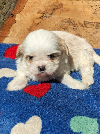 SHIH TZU (03/17) FEMALE