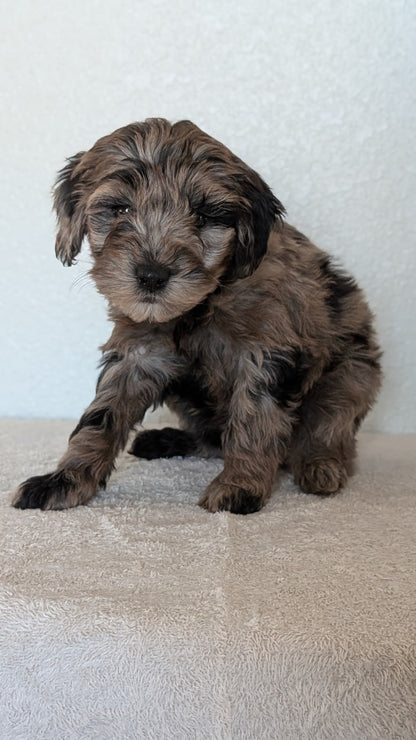 MINI BERNEDOODLE (OCT 15) FEMALES