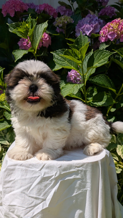 SHIH TZU (05/17) MALE