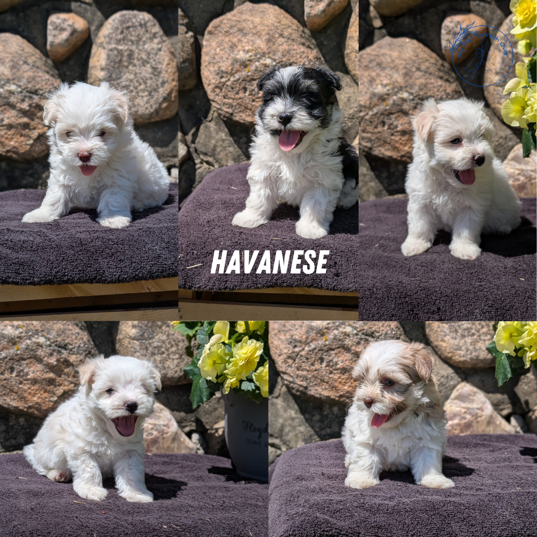 HAVANESE (MAY 14) FEMALES