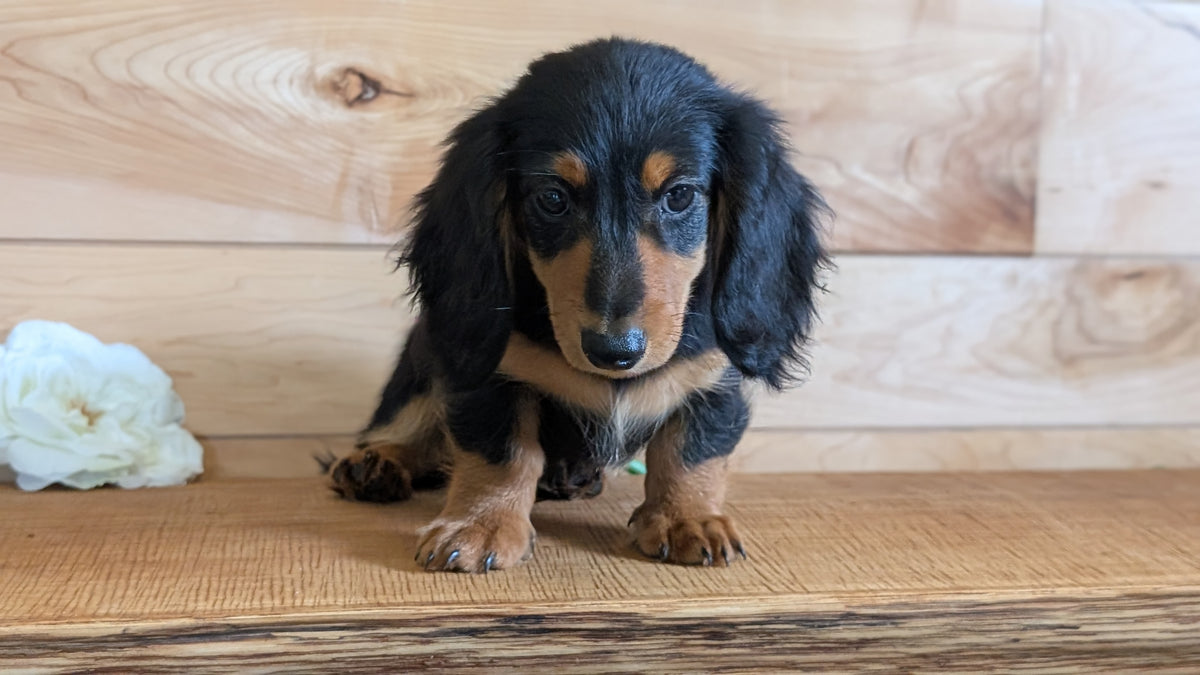 MINI DACHSHUNDS (JUL 05) 2 MALES/2 FEMALES