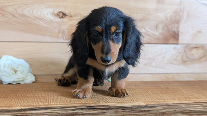 MINI DACHSHUNDS (JUL 05) 2 MALES/2 FEMALES