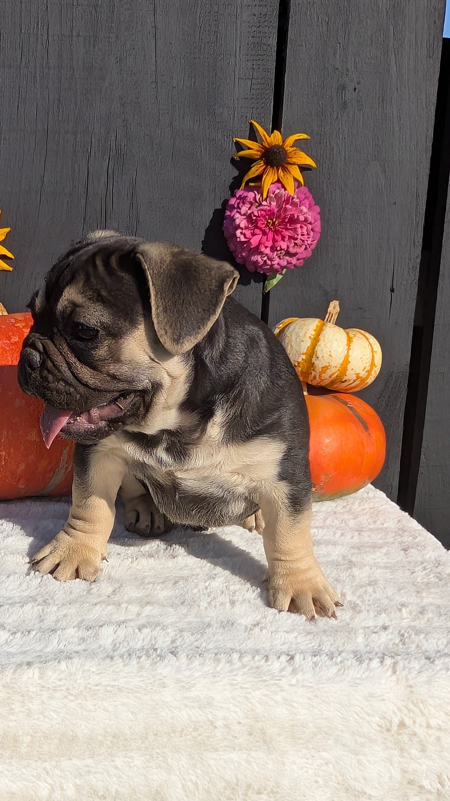 FRENCH BULLDOG (07/08) MALE