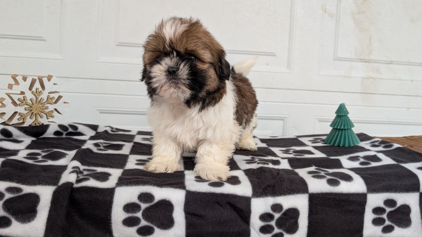 SHIH TZU (NOV 15) FEMALES