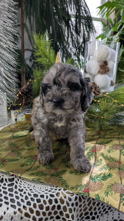 CAVAPOO (10/10) MALE