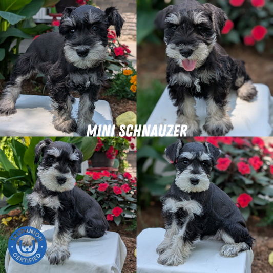 MINI SCHNAUZER (05/29) FEMALE