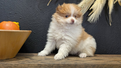 POMERANIAN (NOV 23) MALE